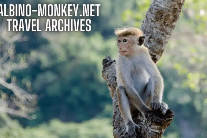 Albino-Monkey.net Travel Archives: A Comprehensive Guide To Authentic And Responsible Travel