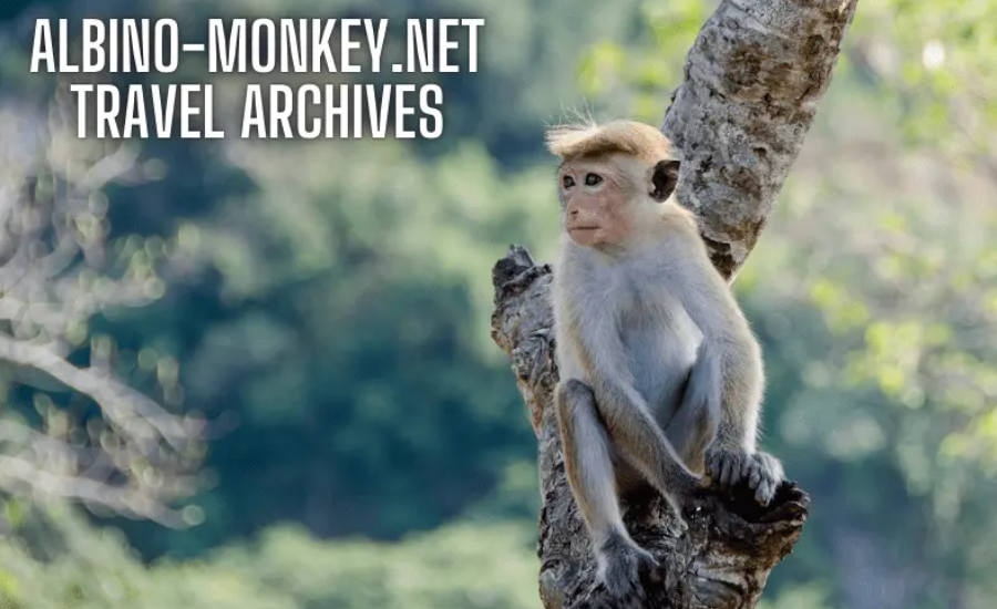 Albino-Monkey.net Travel Archives: A Comprehensive Guide To Authentic And Responsible Travel