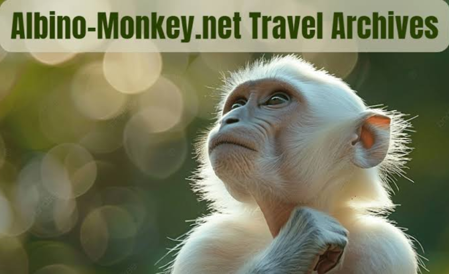 How To Make The Most Of The Albino-Monkey.net Travel Archives?