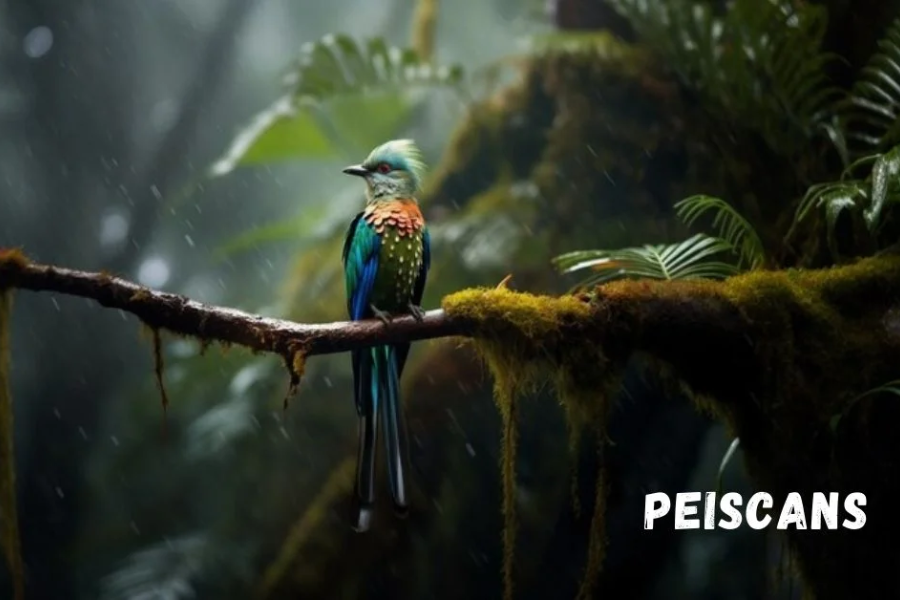 Peiscans: A Journey Through Their Habitat, Diet, And Cultural Significance